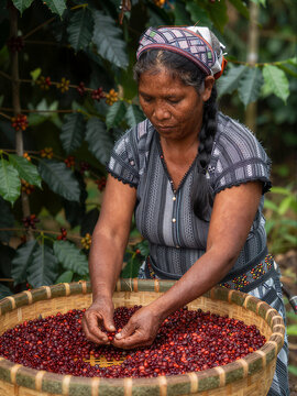 Indigenous female farmer harvesting red coffee beans in cloud forest
