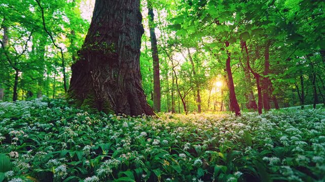Peaceful static video of a spring forest carpeted with blooming wild garlic, old tree and soft morning sunrise light creating a calm natural woodland atmosphere