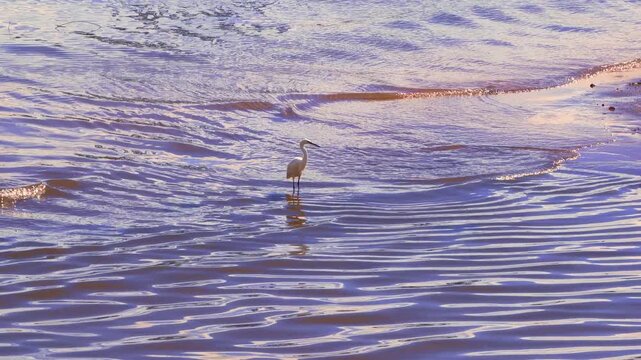 A white egret walking through the shallow waters of the sea in the Bay of Algeciras at sunset. Gentle waves ripple around the bird, while the soft golden and violet reflections on the water 