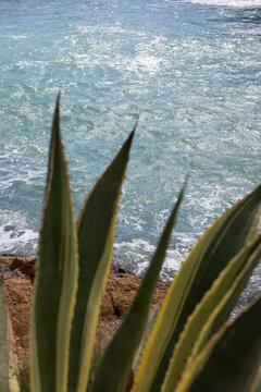 view of the ocean with agave plant in the foreground
