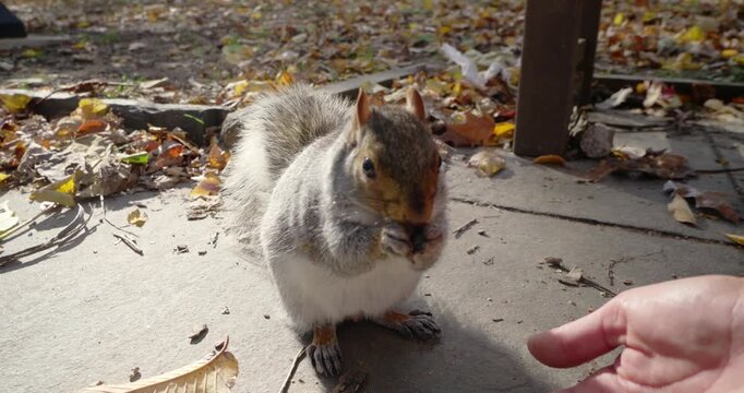 Curious Squirrel Eating from Hand in Autumn Park