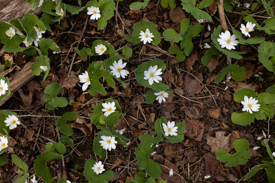 Bloodroot flowers blooming in spring. 