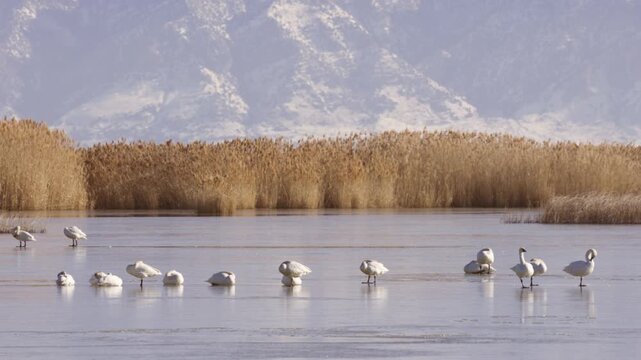 A flock of Tundra Swans preens and rests in the morning sun on the frozen marsh while a Northern Harrier flies low behind them at the Bear River Migratory Bird Refuge in Brigham City Utah USA.