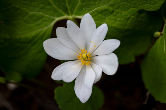 Bloodroot blooming in spring. 