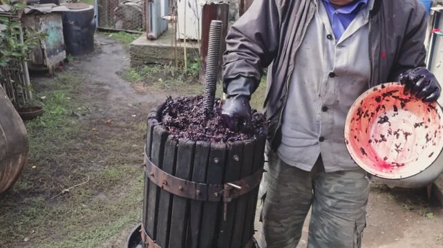 A winemaker wearing gloves tamps grape pulp in a retro wine press for the final pressing.