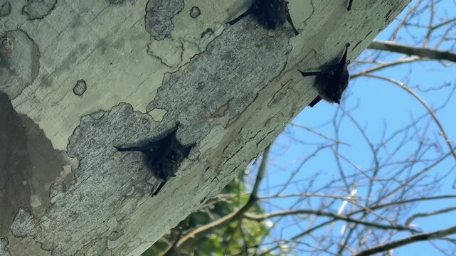 Small Proboscis Bat (Rhynchonycteris naso) in Panama