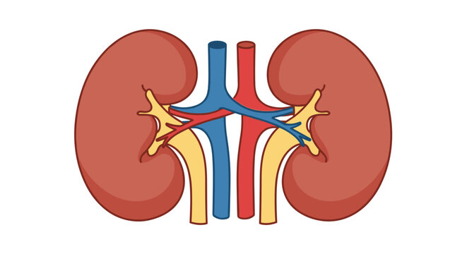 Simplified anatomical illustration of human kidneys with renal arteries and veins, depicting the excretory system.