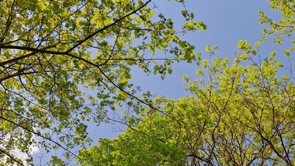 Fototapeta premium Vibrant green leaves on tree branches against a bright blue sky background in springtime. Bottom view of beautiful deciduous trees crown on a sunny day, showcasing fresh, detailed nature texture