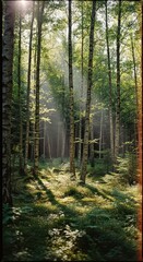 Fototapeta premium Sunlight Piercing Through Forest Canopy Creating Beautiful Scene.