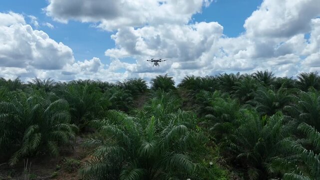 Drone aerial view over a plantation area during the day