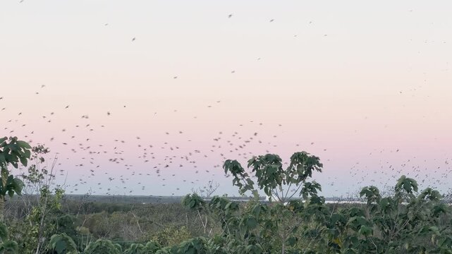 Large cargo ship navigating the Parana River waterway at sunset with birds flying in the foreground