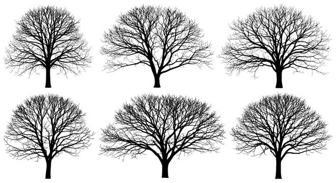 Six Bare Winter Trees Silhouettes Collection Isolated on White Background