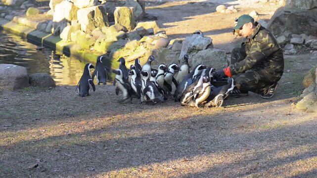 Man feeds African penguin (Spheniscus demersus)