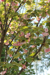 Fototapeta premium pink cherry blossom