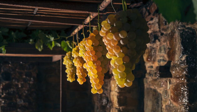 Hanging clusters of yellow grapes drying in rustic cellar.