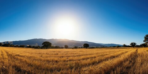 Fototapeta premium Golden field under bright sun and clear blue sky. Distant mountains form horizon line. Isolated trees dot landscape. Rural nature scene offers peaceful calm.