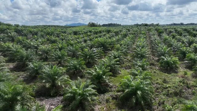Drone aerial view over a plantation area during the day