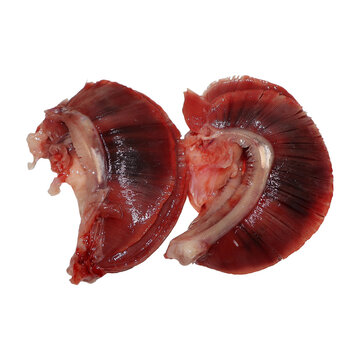 Cross-section of a mammalian kidney showing internal structures with vibrant red tissue and white tubules