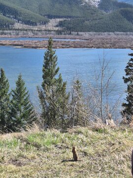 ground squirrel and lake