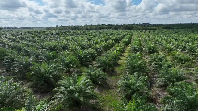 Drone aerial view over a plantation area during the day