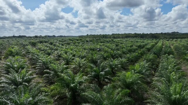 Drone aerial view over a plantation area during the day