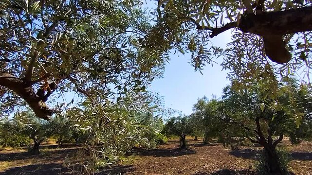 Beautiful View of a Traditional Olive Grove with Ancient Trees Under a Clear Blue Sky. Scenic Landscape of an Olive Garden in Sarkoy, Tekirdag, Turkey. Agriculture and Mediterranean Nature Concept.
