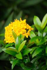 Fototapeta premium Blurry Vibrant Yellow Jungle Geranium or Ixora Coccinea Blooming in the Garden. Common name Ixora Coccineam, West Indian Jasmine , Bunga Asoka