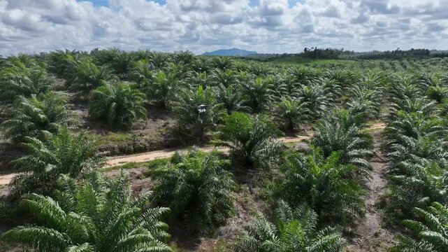 Drone aerial view over a plantation area during the day