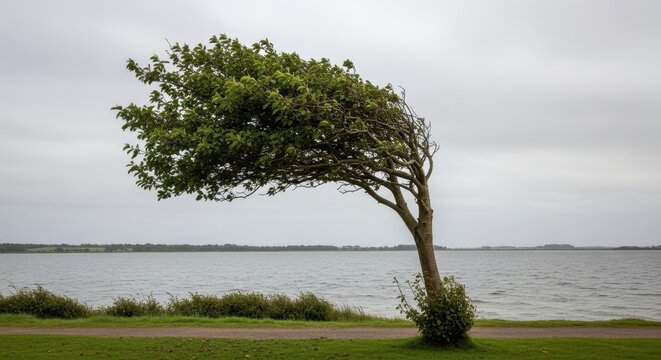 Tree bent by strong wind near a body of water under an overcast sky, showcasing natures resilience.