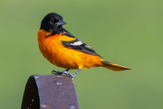 Male Baltimore Oriole Perched on a Metal Wheel