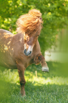 Chestnut Shetland pony performing Spanish walk on sunny pasture with soft green spring background
