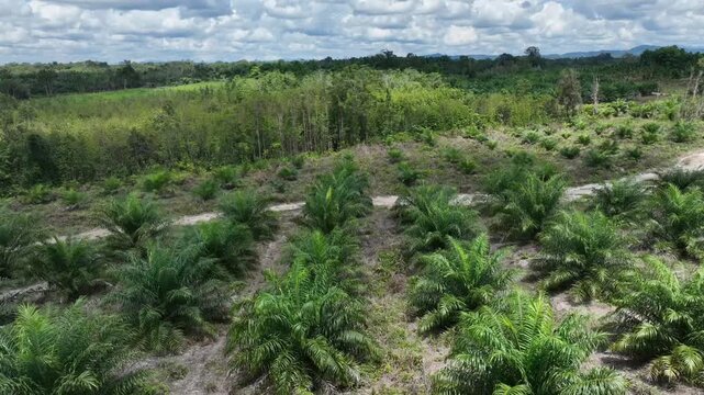 Drone aerial view over a plantation area during the day