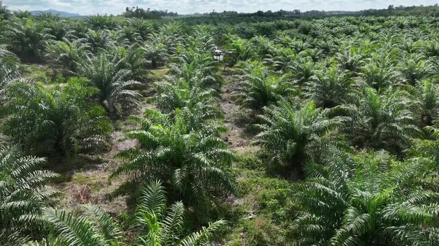 Drone aerial view over a plantation area during the day