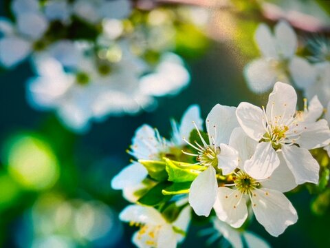 静かに咲く柔らかな梅の花