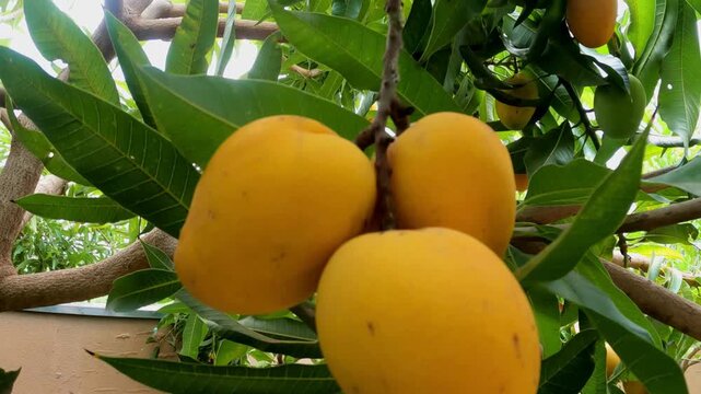 Fresh ripe yellow mango growing on a tree branch with green leaves in a tropical orchard. Natural organic fruit concept featuring healthy agriculture and vibrant citrus-like colors.