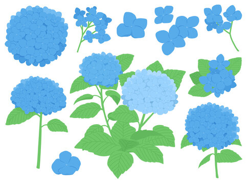 Blue hydrangea flower illustrations with elegant botanical arrangements and seasonal garden plant elements
