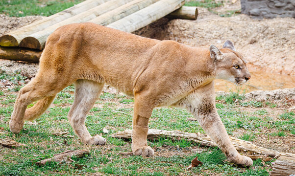 Mountain Lion or Cougar on exhibit a zoo in Tennessee. Native to North and South America.