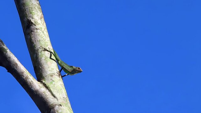 Javan green chameleon (Bronchocela jubata) basking on slanted albasia tree branch, showing camouflage posture and thermoregulation behavior in tropical habitat