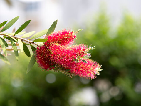 公園に咲いたブラシノキの花