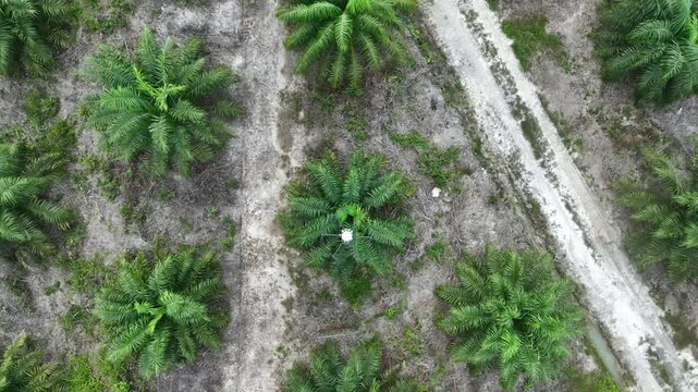 Oil palm plantation in Borneo Island
