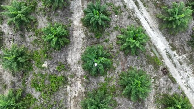 Oil palm plantation in Borneo Island