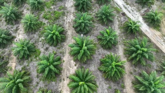 Aerial view, Oil palm plantation in Borneo Island