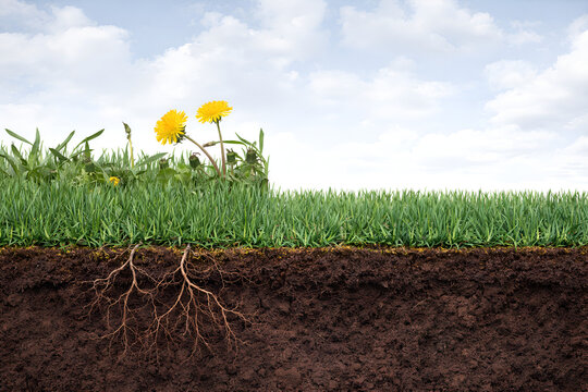 Cross section of soil with green grass dandelions and roots growing underground in a sunny meadow