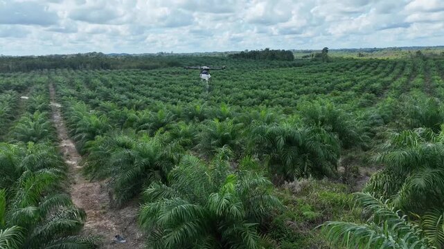 Oil palm plantation in Borneo Island and blue sky