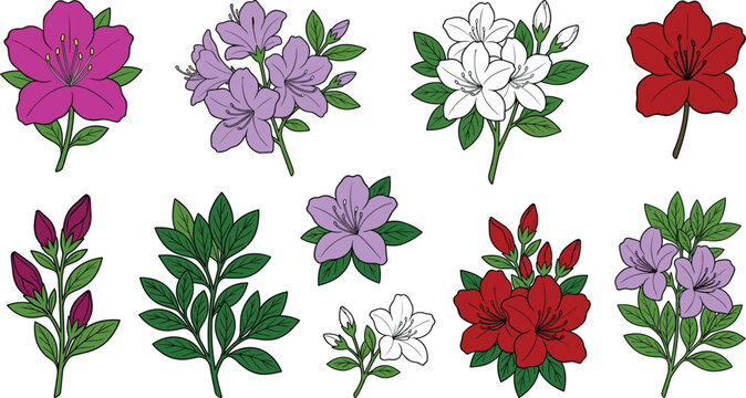 Set of hand drawn colorful azalea and rhododendron flowers with leaves isolated on white background botanical vector illustration