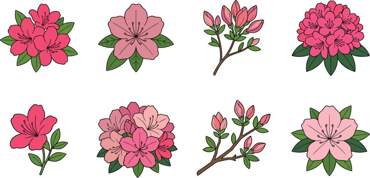 Set of hand drawn pink azalea and rhododendron flower illustrations with green leaves isolated on white background
