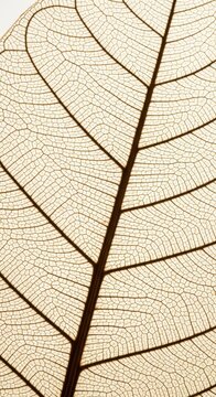 Skeleton leaf, dried leaf veins, brown leaf structure, natural patterns