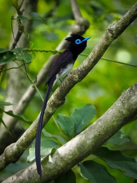 Male Ryukyu Paradise Flycatcher perched in the forest
