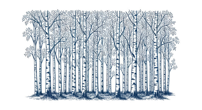 Birch Tree Forest Silhouette, Minimalist Design, Nature Illustration, White Background