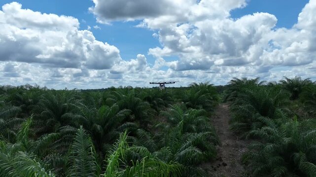 Drone aerial view over a plantation area during the day